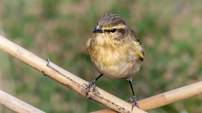 Çıvgın - Phylloscopus collybita kuş fotoğrafı