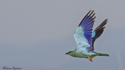 Gökkuzgun - Coracias garrulus kuş fotoğrafı