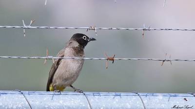 Arapbülbülü - Pycnonotus xanthopygos kuş fotoğrafı
