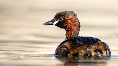Küçük Batağan - Tachybaptus ruficollis kuş fotoğrafı