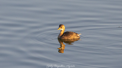 Küçük Batağan - Tachybaptus ruficollis kuş fotoğrafı