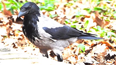 Leş Kargası - Corvus cornix kuş fotoğrafı