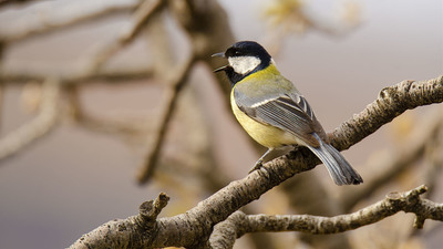 Büyük baştankara (Parus major) - Diyarbakır / Eğil kuş fotoğrafı