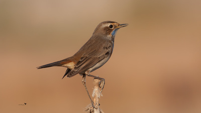 Mavigerdan - Luscinia svecica kuş fotoğrafı