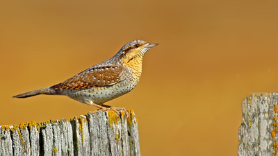 Boyunçeviren (Jynx torquilla) - Bolu / Dörtdivan kuş fotoğrafı