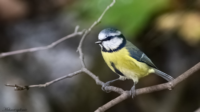 Mavi Baştankara - Cyanistes caeruleus kuş fotoğrafı