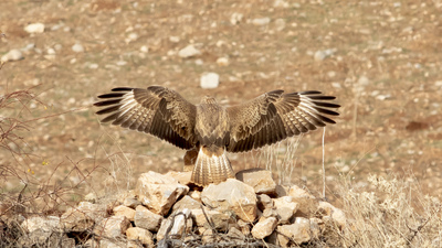 Kızıl Şahin