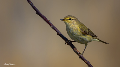 Çıvgın - Phylloscopus collybita kuş fotoğrafı
