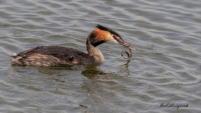 Bahri - Podiceps cristatus kuş fotoğrafı