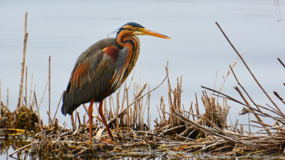 Erguvani Balıkçıl - Ardea purpurea kuş fotoğrafı