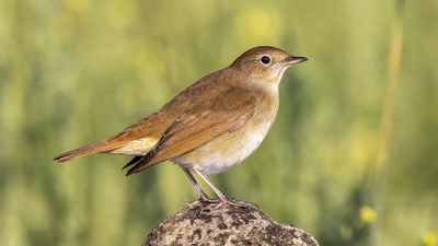 Bülbül - Luscinia megarhynchos kuş fotoğrafı