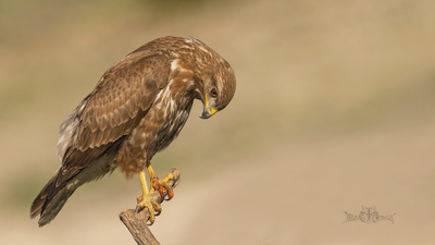 Şahin - Buteo buteo kuş fotoğrafı