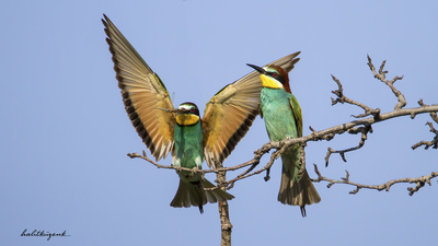 Arıkuşu - Merops apiaster kuş fotoğrafı