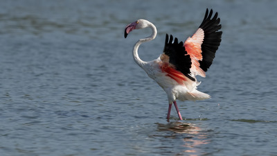 Flamingo - Phoenicopterus roseus kuş fotoğrafı