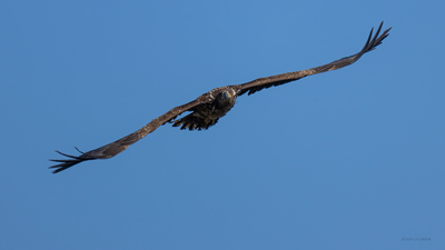 Akkuyruklu Kartal (Haliaeetus albicilla) - Bilecik / Bozüyük kuş fotoğrafı