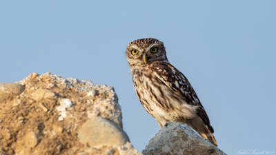 Kukumav (Athene noctua) - KKTC / Güzelyurt kuş fotoğrafı