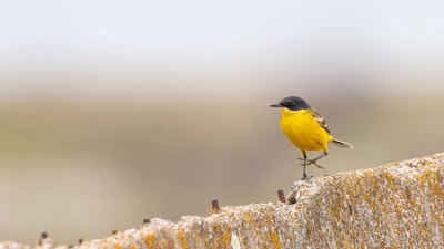 Sarı Kuyruksallayan (Motacilla flava) - Kırklareli / Merkez kuş fotoğrafı