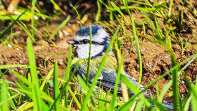 Mavi baştankara (Cyanistes caeruleus) - Kırklareli / Kofçaz kuş fotoğrafı