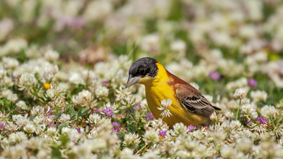 Karabaşlı Çinte - Emberiza melanocephala kuş fotoğrafı