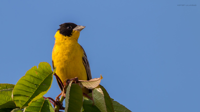 Karabaşlı Çinte - Emberiza melanocephala kuş fotoğrafı