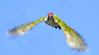 Yeşil Ağaçkakan - Picus viridis kuş fotoğrafı