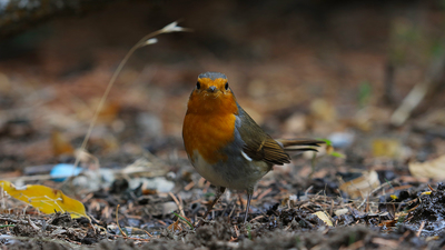 Kızılgerdan (Erithacus rubecula) - Ankara / Gölbaşı kuş fotoğrafı