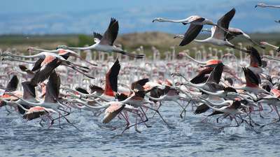 Flamingo (Phoenicopterus roseus) - Edirne / Enez kuş fotoğrafı