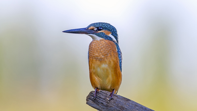 Yalıçapkını - Alcedo atthis kuş fotoğrafı