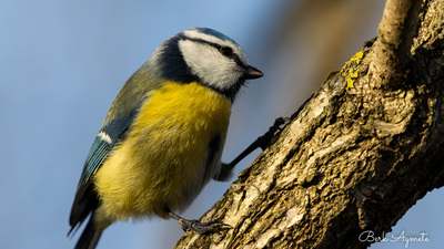 Mavi Baştankara - Cyanistes caeruleus kuş fotoğrafı