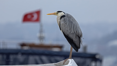 Gri Balıkçıl