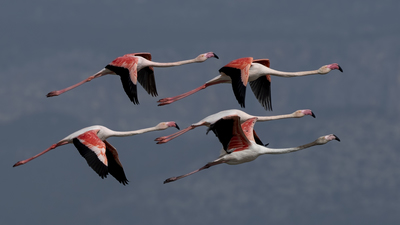 Flamingo
