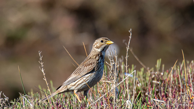 Tarla çintesi (Emberiza calandra) - Balıkesir / Ayvalık kuş fotoğrafı