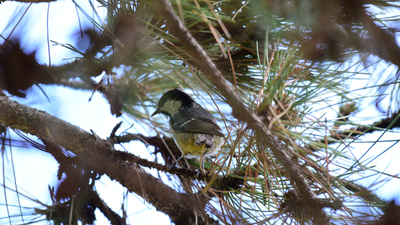 Çam Baştankarası - Periparus ater kuş fotoğrafı