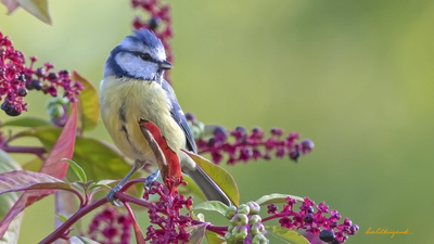 Mavi Baştankara - Cyanistes caeruleus kuş fotoğrafı