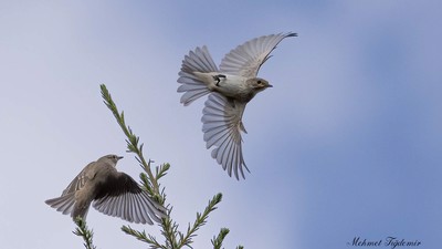 Benekli Sinekkapan (Muscicapa striata) - Isparta / Merkez kuş fotoğrafı