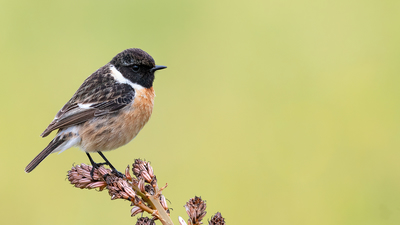 Taşkuşu - Saxicola rubicola kuş fotoğrafı