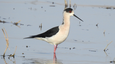 Uzunbacak - Himantopus himantopus kuş fotoğrafı