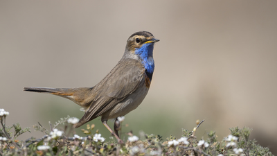 Mavigerdan - Luscinia svecica kuş fotoğrafı