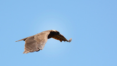 Saz Delicesi - Circus aeruginosus kuş fotoğrafı