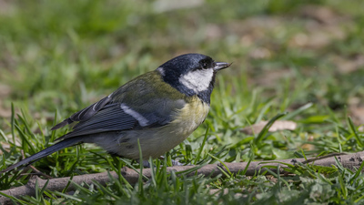 Büyük Baştankara - Parus major kuş fotoğrafı