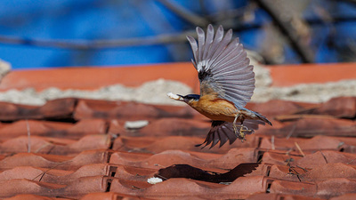 Sıvacı - Sitta europaea kuş fotoğrafı