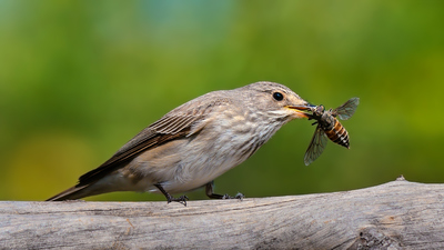 Benekli Sinekkapan (Muscicapa striata) - Denizli / Merkezefendi kuş fotoğrafı