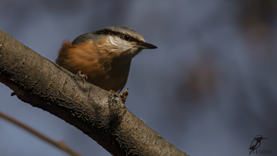 Sıvacı (Sitta europaea) - - / - kuş fotoğrafı