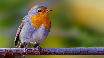 Kızılgerdan (Erithacus rubecula) - İstanbul / Sarıyer kuş fotoğrafı