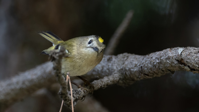Çalıkuşu