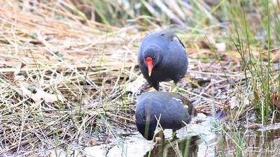 Sutavuğu - Gallinula chloropus kuş fotoğrafı