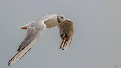 Karabaş Martı - Chroicocephalus ridibundus kuş fotoğrafı