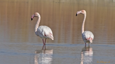 Flamingo