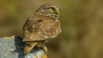 Kukumav - Athene noctua kuş fotoğrafı