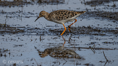 Dövüşkenkuş (Calidris pugnax) - - / - kuş fotoğrafı